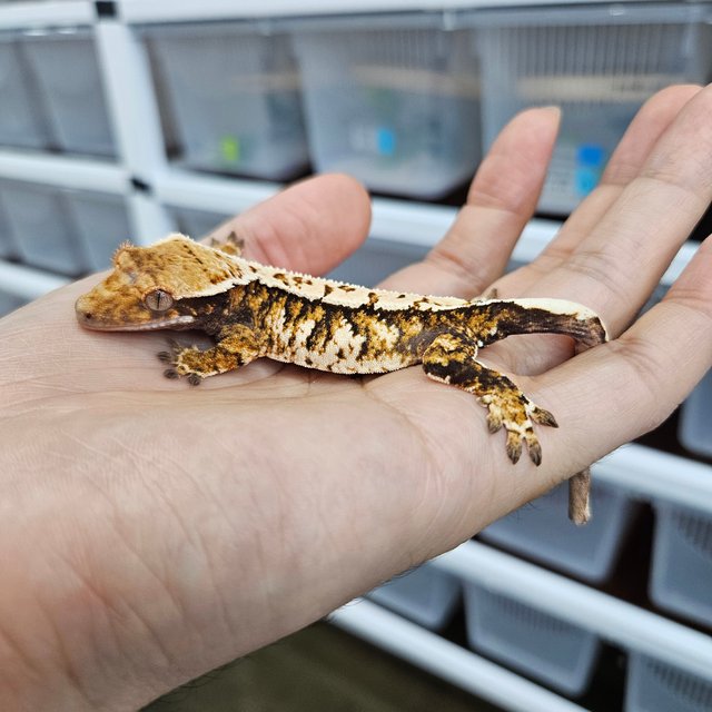 White Pin Tri Extreme Harlequin