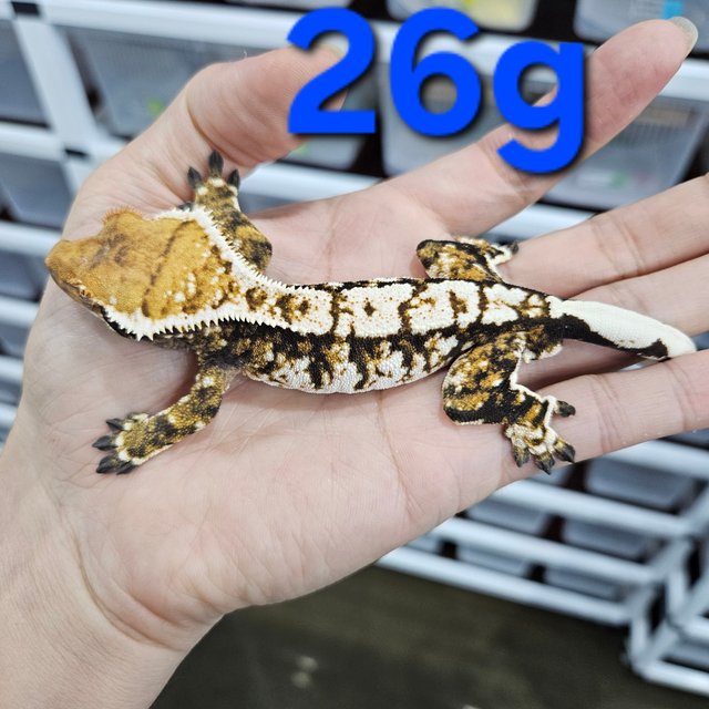 Extreme Harlequin White Crown Tri