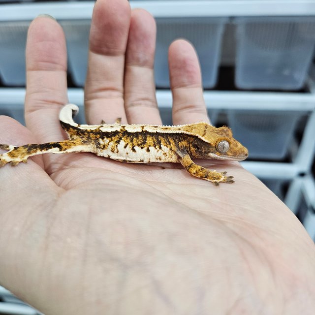 텐저린 트라이 익스트림할리퀸