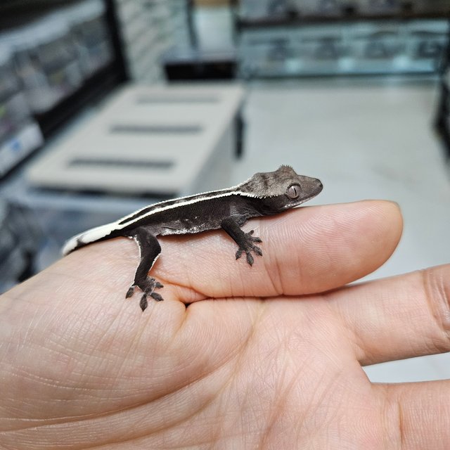 풀핀 트라이 아잔틱