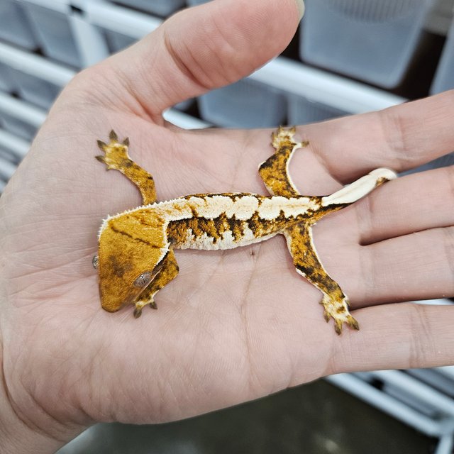 트라이 익스트림할리퀸