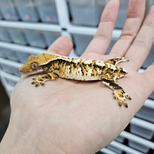 바브 화이트핀 트라이 익스트림할리퀸