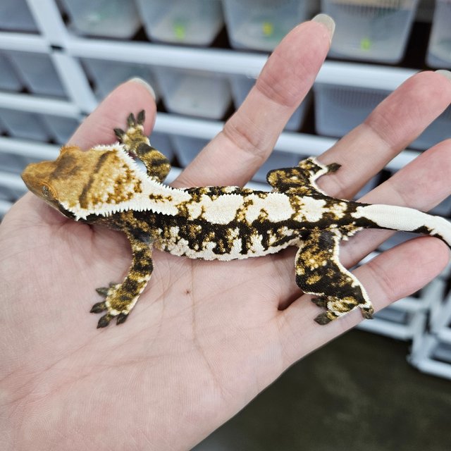 White Crown Tri Extreme Harlequin