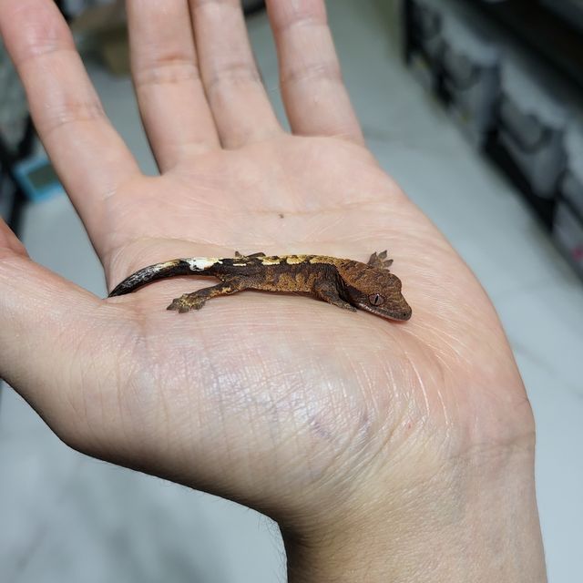 세이블