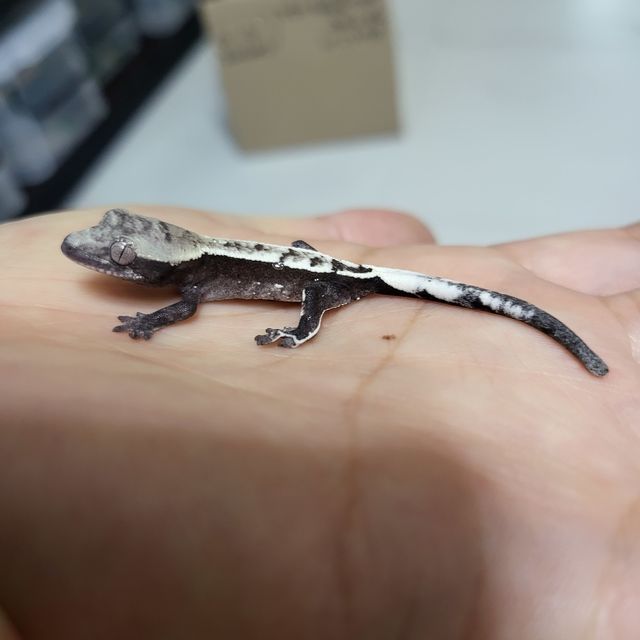 아잔틱