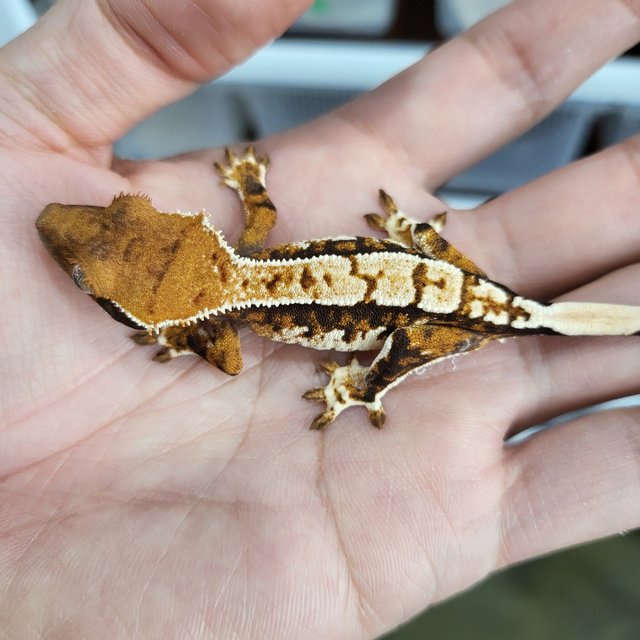 Tangerine Tri Extreme Harlequin