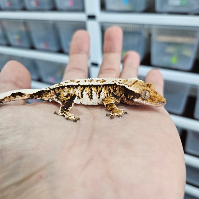 화이트크라운 트라이 익스트림할리퀸