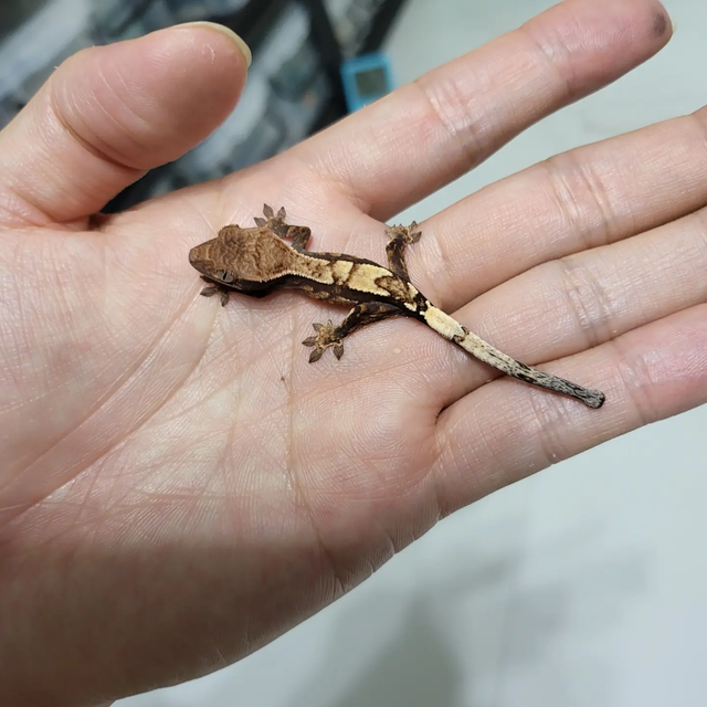 세이블