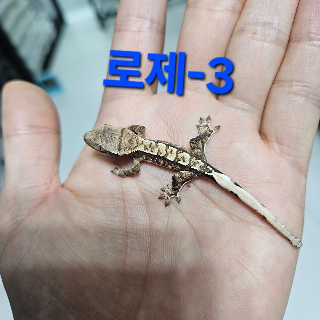 트라이 익스트림할리퀸