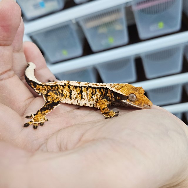 Tri Extreme Harlequin White Pin