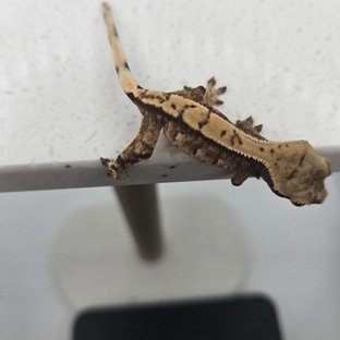 노멀 트라이 화이트스팟