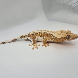 릴리100%헷아잔틱 옐로우 크림 크림시클