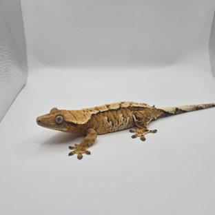 노멀 트라이 할리퀸 텐저린