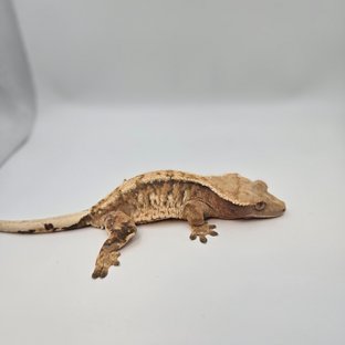 트라이 익스트림할리퀸 텐저린