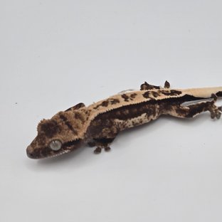 노멀 트라이 쿼드 화이트스팟