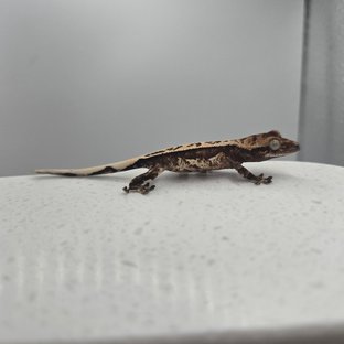 노멀 트라이 쿼드 화이트스팟