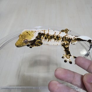 트라이 화이트스팟 드리피 텐저린