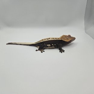 쿼드 풀핀 슈퍼스트라이프 엠티백 블랙