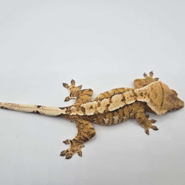 노멀 트라이 할리퀸 텐저린