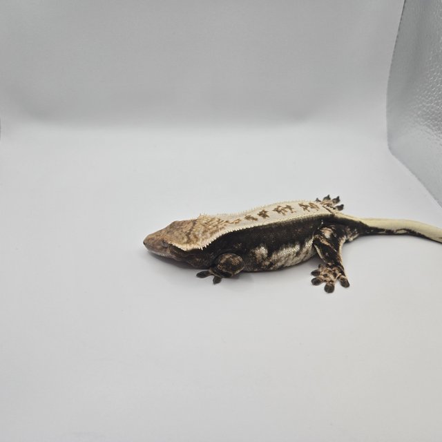 엠티백 핀스트라이프