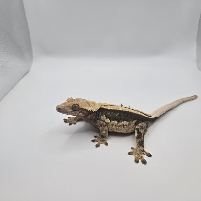 엠티백 슈퍼스트라이프 핀스트라이프 풀핀 쿼드