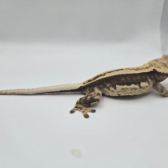 엠티백 슈퍼스트라이프 핀스트라이프 풀핀 쿼드