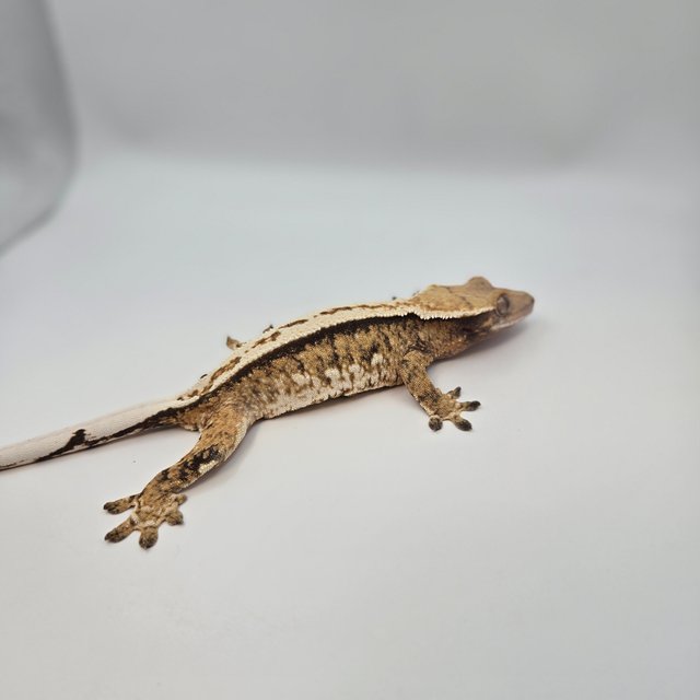 쿼드 핀스트라이프 옐로우 노멀