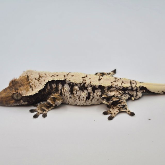 노멀 드리피 화이트스팟