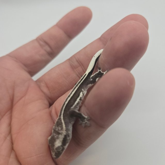 아잔틱 엠티백 슈퍼스트라이프