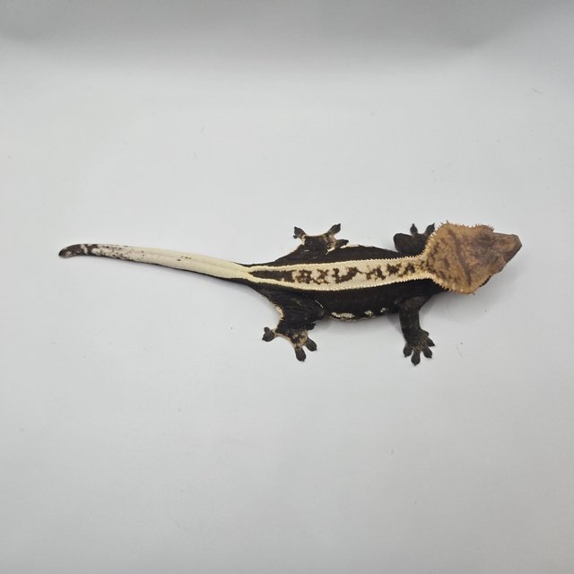 쿼드 풀핀 슈퍼스트라이프 엠티백 블랙