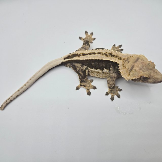 엠티백 슈퍼스트라이프 핀스트라이프 풀핀 쿼드