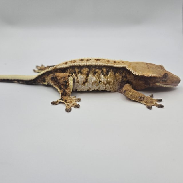 핀스트라이프 텐저린 노멀