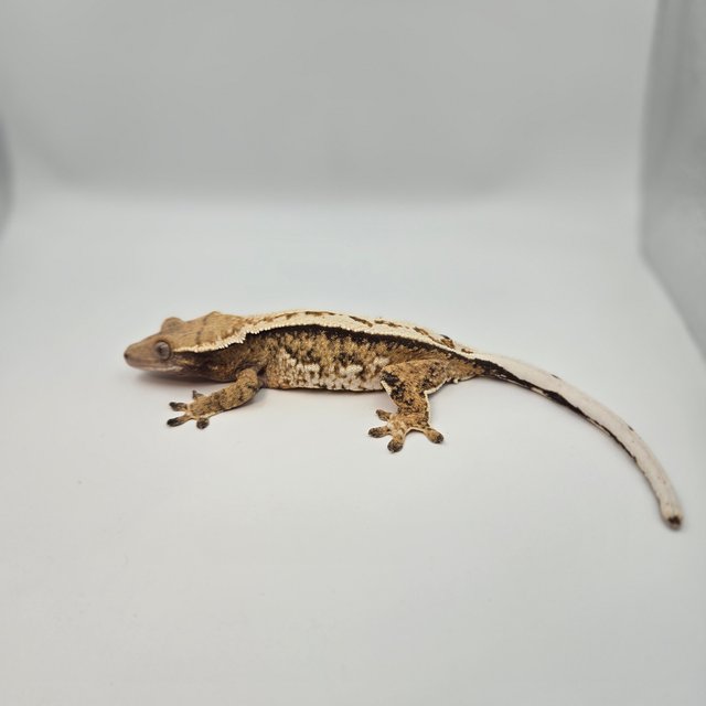 쿼드 핀스트라이프 옐로우 노멀