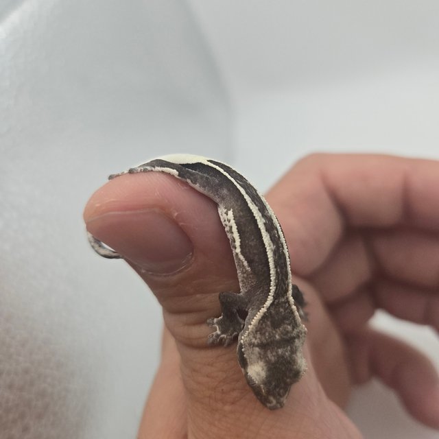 아잔틱 엠티백 슈퍼스트라이프