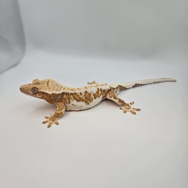 릴리100%헷아잔틱 옐로우 크림 크림시클