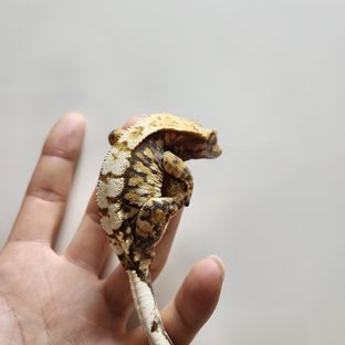 트라이 익스트림할리퀸