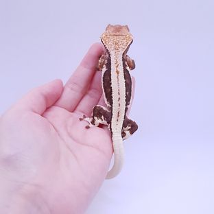 그라