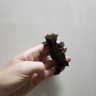 다크 챠콜 팬텀 패턴리스 카푸치노