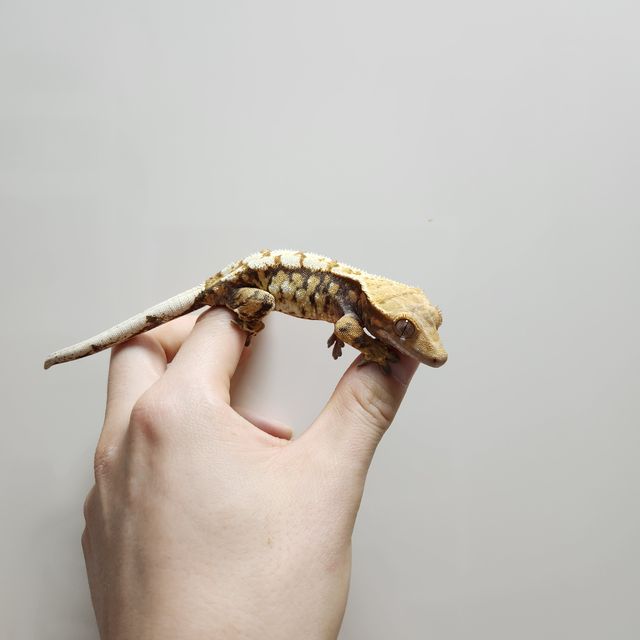 트라이 익스트림할리퀸
