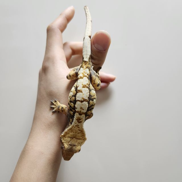 트라이 익스트림할리퀸