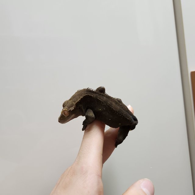 다크 챠콜 팬텀 패턴리스 카푸치노