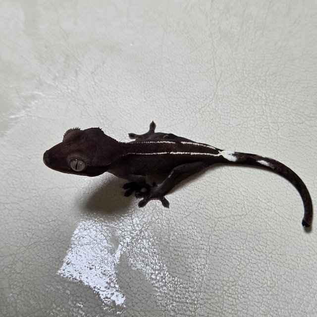 아잔틱 풀핀 화이트핀