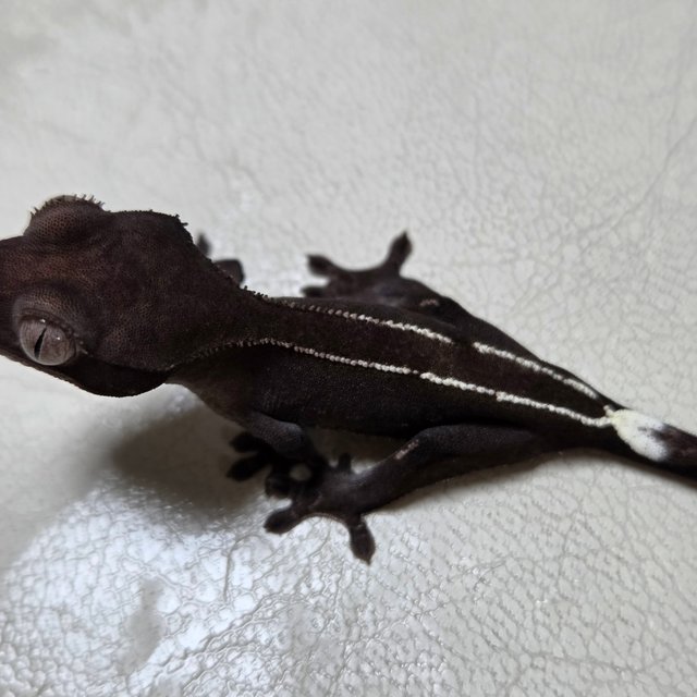 아잔틱 풀핀 화이트핀