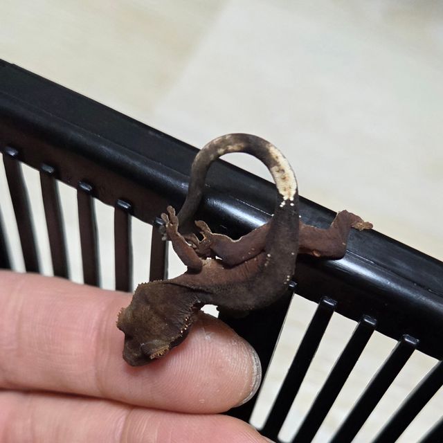 챠콜