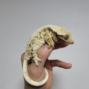 연유
