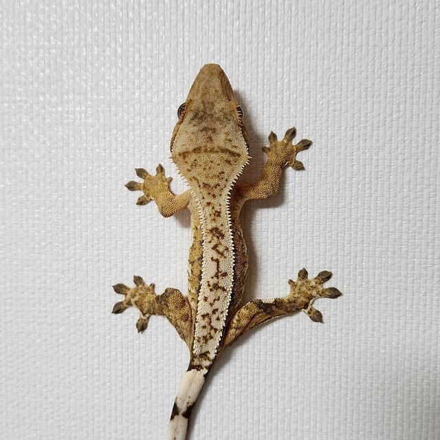 크림시클