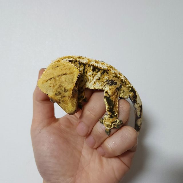 트라이 익스트림할리퀸