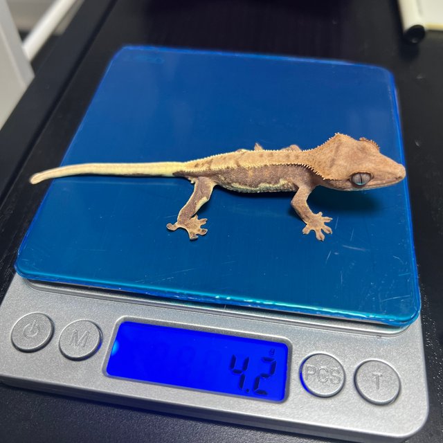 100%헷아잔틱 릴리100%헷아잔틱