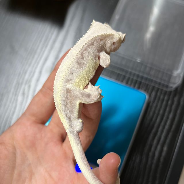 릴리 세이블
