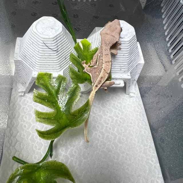 100%헷아잔틱 릴리100%헷아잔틱